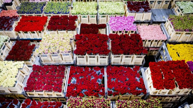 Moeten we elkaar eigenlijk nog wel bloemen cadeau doen met Valentijnsdag?