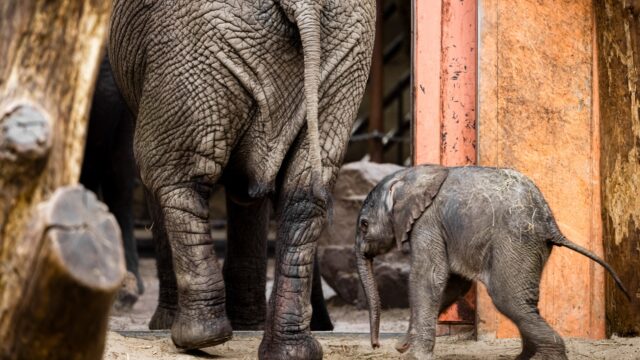 Waarom stimuleert Botswana de jacht op olifanten?