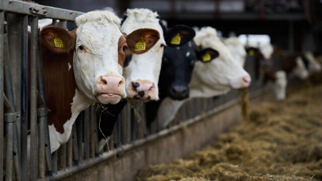 'Noem het transitiefonds voor stikstof een uitkoopfonds, plunderfonds of D66-fonds'