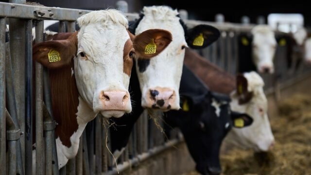 Stand.nl: 'Boeren moeten nu accepteren dat minder vee onvermijdelijk is'