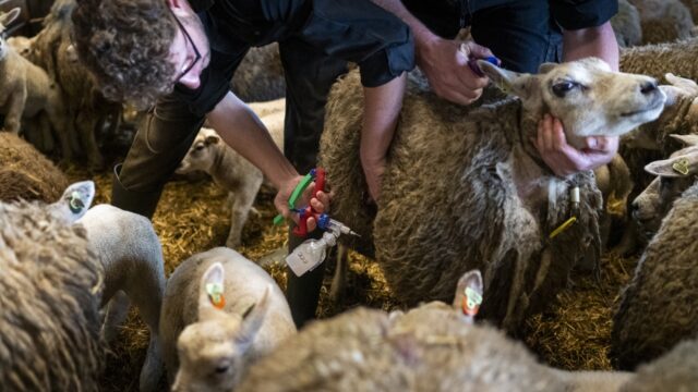 Blauwtong spreidt zich versneld: Wat kan er tegen het virus worden gedaan?