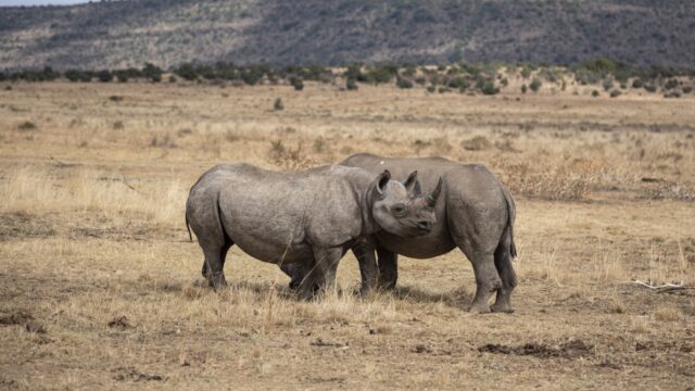 Patenten kunnen trends in illegale wildhandel voorspellen