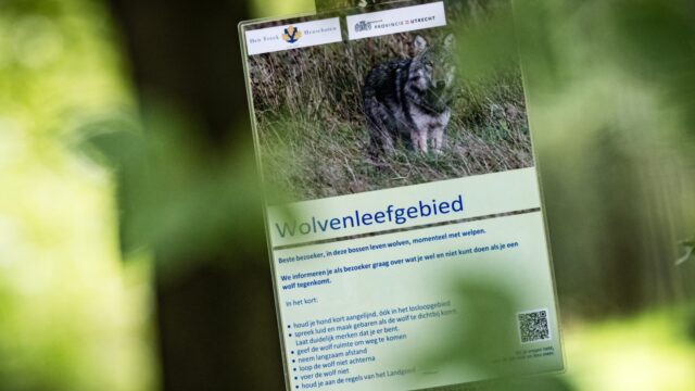 Moeten kinderen bang zijn voor wolven op de Utrechtse Heuvelrug?