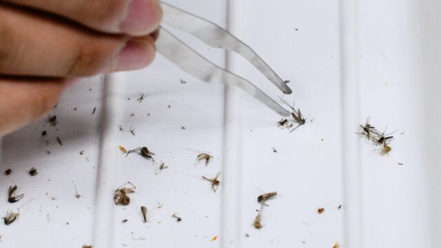 Malaria verslagen in Suriname - wereldwijd nog verre van onder controle