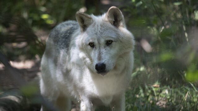 Maakt de wolf de jager overbodig?