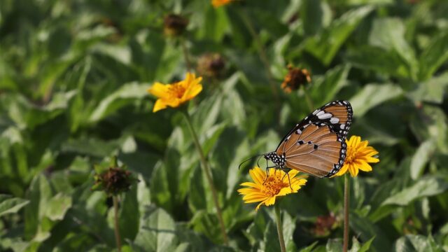 Hoe maak je landbouwgewassen aantrekkelijker voor insecten?