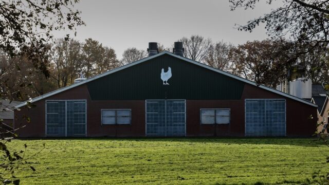 Stand.nl: 'Het is goed dat er nu kippen gevaccineerd worden tegen de vogelgriep'