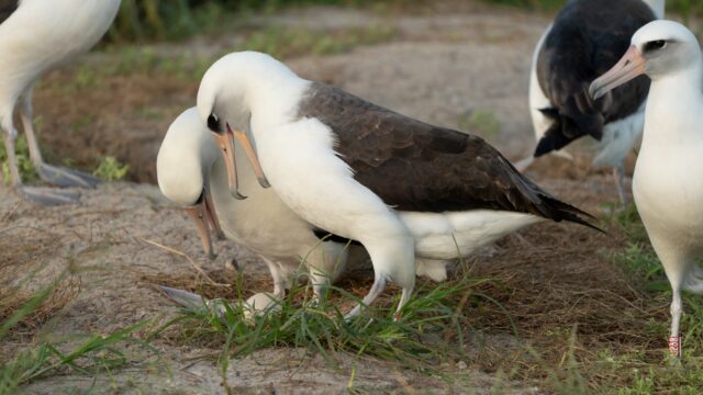 Dit is de oudste vogel die een ei legt in het wild