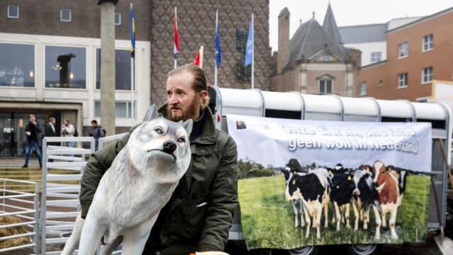 Podcast De Dag: het leven van de wolf in Nederland