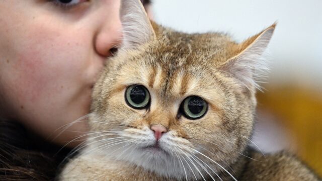 Vlaamse schrijfster Ann de Craemer: 'Onze taal is als een kat', maar waarom?