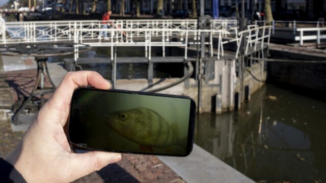 Waarom is de visdeurbel zo populair? 'Iets positiefs ten opzichte van veel negativiteit'