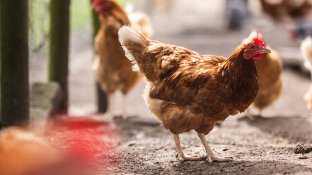 Waarom worden vrouwen chicks genoemd?