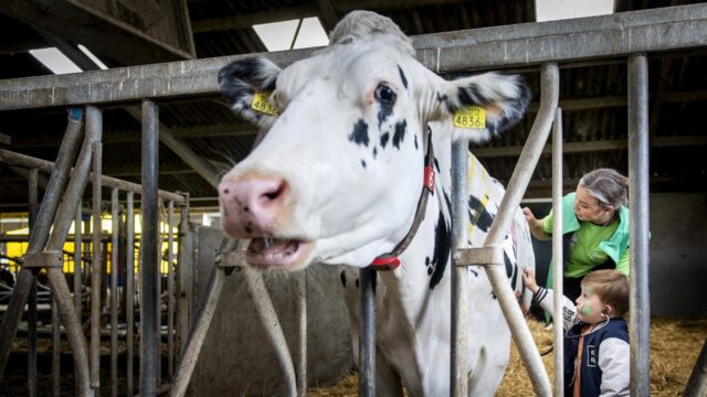 Hoe eerlijk is het stikstofbeleid echt? 'Boeren uitkopen heeft nul effect op de natuur'