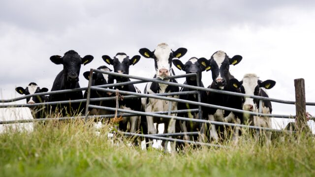 Ons stikstofbeleid is te streng: 'Nederland heeft dit zichzelf aangedaan'