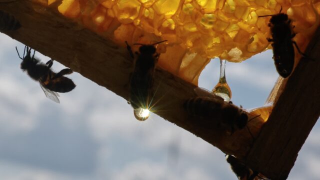 De zwarte honingbij sterft uit: 'Het zijn mijn vakgenoten die dit hebben gedaan'