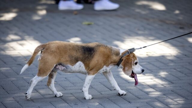Stand.nl: 'Iedereen die een hond wil kopen moet eerst op cursus'