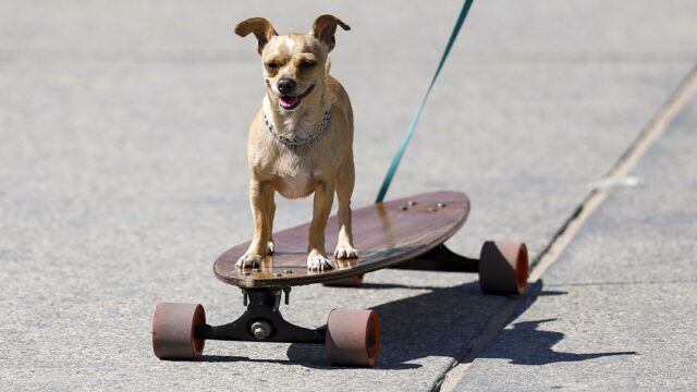 Hebben honden, zoals mensen links- en rechtshandig zijn, ook een pootvoorkeur?