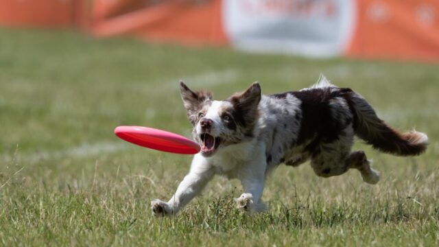 Hoe groot is de woordenschat van een hond?