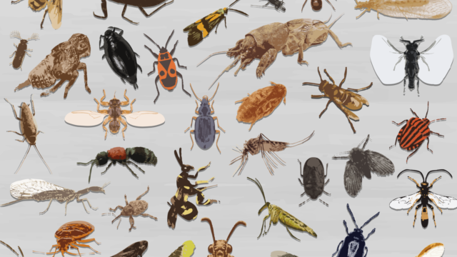 Insect van het jaar 2025 van start: op naar de stembus!