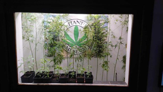 Er heerst hennepfobie in Duitsland, ondanks aanstaande legalisering