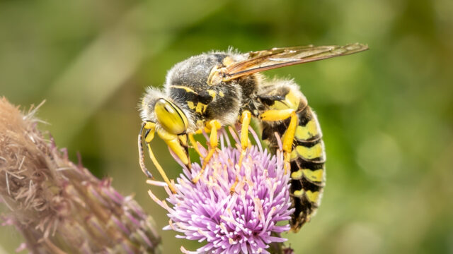 De harkwesp is insect van het jaar 2025