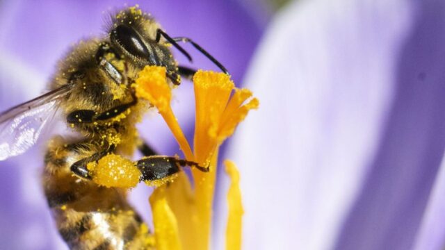 Opnieuw hoge bijensterfte: 'In februari is het spannend, leven ze nog of niet?'