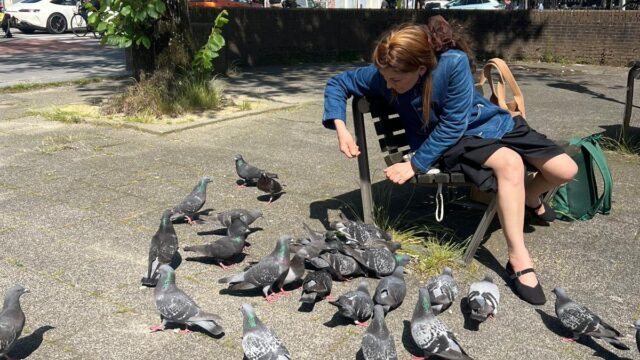 Duifvriendelijke steden: zo pakken we het samenleven met de 'vliegende rat' aan