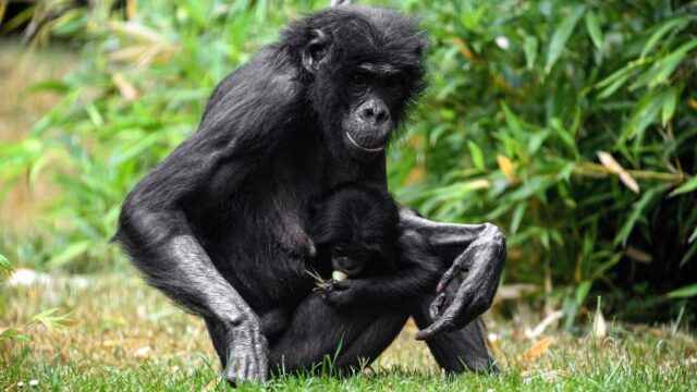 Waarom bij bonobo's de vrouwtjes de baas zijn