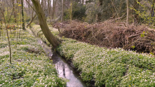 Het eerste beschermde bos van Nederland bestaat 450 jaar