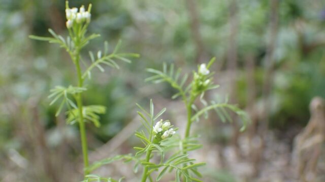 Nieuwe plant voor Nederland ontdekt op het internet