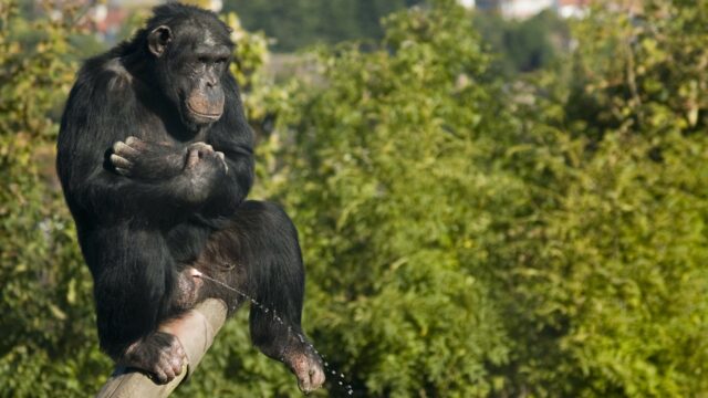 Chimpansees zijn hygiënischer dan gedacht: bladeren als wc-papier en reinigen na seks