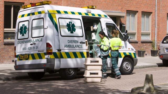 Slangenbeten, gedumpte fretjes en kat in De Kuip: bijzondere verhalen van dierenambulance