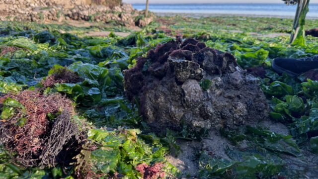 Natuurlijk 'Xiriton' als duurzaam alternatief voor beton