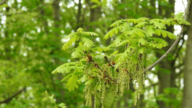 Vervelend voor de hooikoorts, mooi voor het plaatje - bomen in de bloei: 'Van deze soorten kun je nu genieten'