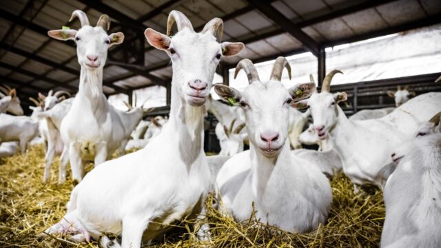Nieuwe regels voor geitenboerderijen, maar afstand tot nieuwbouw nog onduidelijk