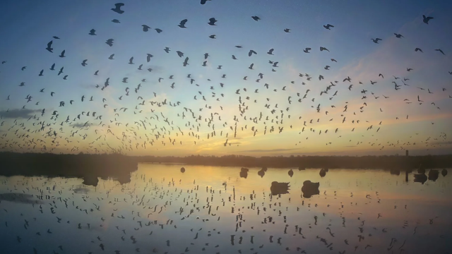 De Rondehoep: een bijzondere film over een bijzonder, Nederlands natuurgebied