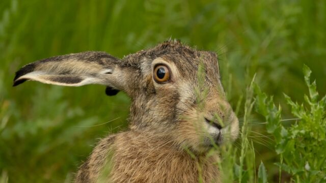De eerste hazenverplaatsing met zenderonderzoek in Utrecht