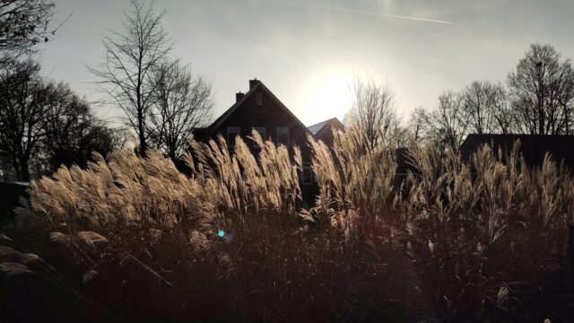 Docs: De heks van Bronckhorst