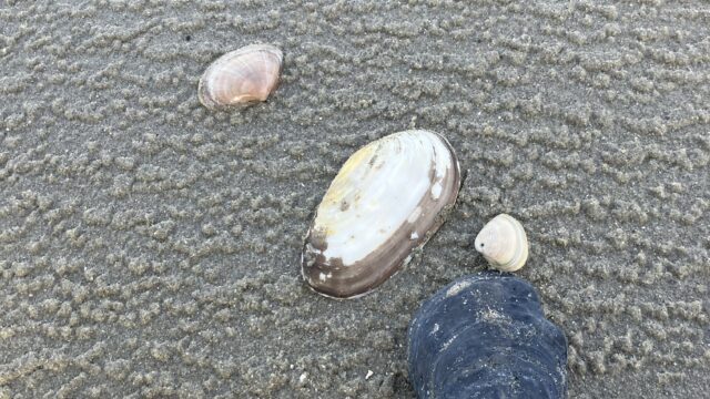 De jaarlijkse schelpentelling komt eraan!