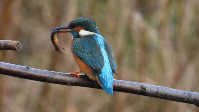 De magische felblauwe kleur van de ijsvogel: 'Een soort toverbal'
