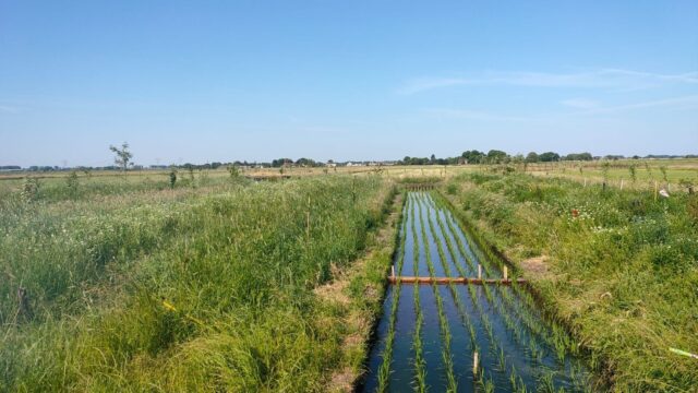 Is rijst uit de polder de landbouw van de toekomst?