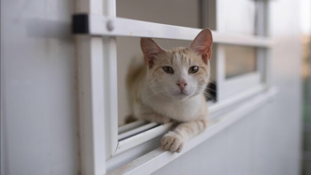 Moeten we onze katten meer binnenhouden?