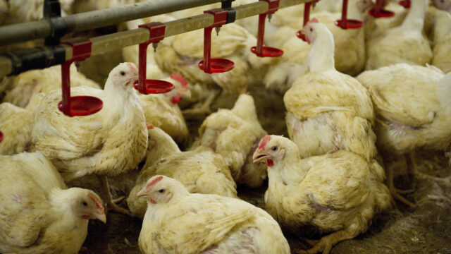 Plan voor dierwaardige veehouderij legt maatregelen ver in de toekomst 'Als meer Nederlanders dit zo