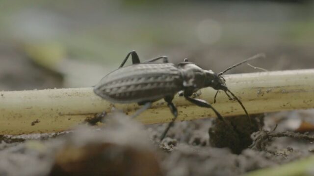 Aanscherping mestregels: wat betekent dat voor de biodiversiteit?