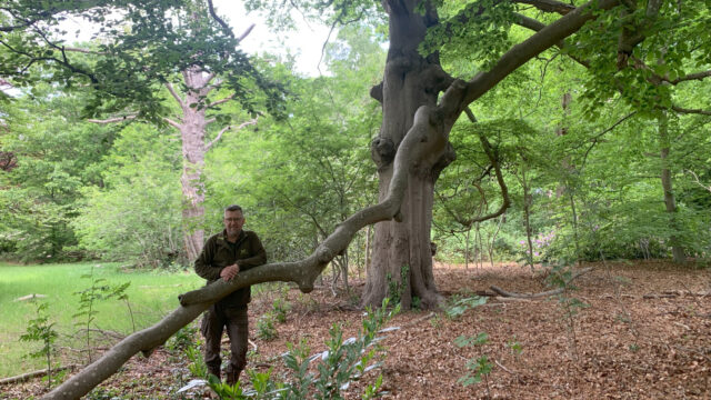 Het bos stikt van de moeders en 'de lindeboom is de oermoeder'