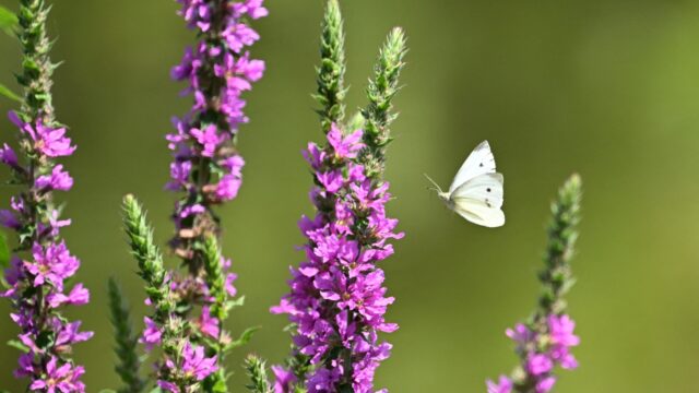 Van landbouwgrond naar natuurgebied? 'Rewilden is het Nederlandse antwoord voor de wereld'