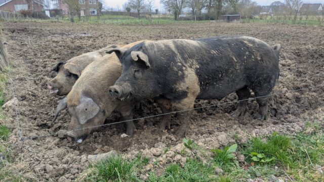 Waarom we geen honden eten