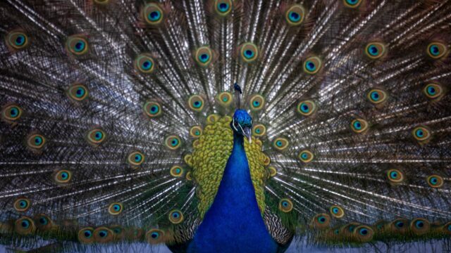 Hoe komen vogels aan hun kleur? 'Blauw werkt goed bij de vrouwtjes'