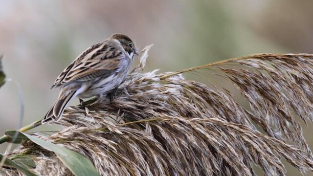 Vogelzangcursus van Vroege Vogels: herken de rietgors, veldleeuwerik en grote lijster
