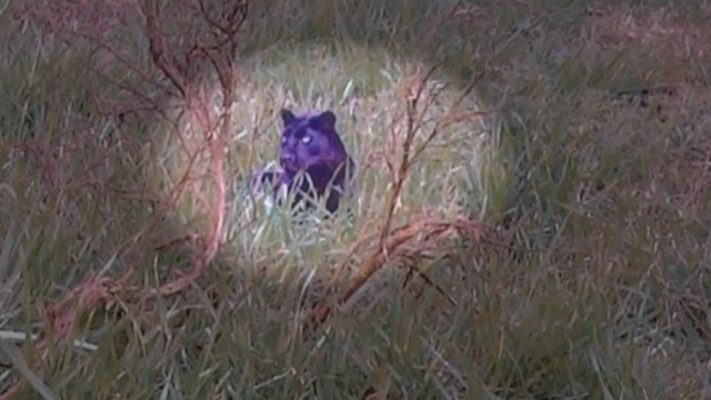 Het mysterie van de grote katten op Britse platteland